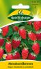 Monatserdbeere "Rgen" - Fragaria vesca