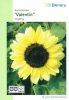Helianthus annuus "Valentin" - Sonnenblume