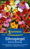 Nemesia strumosa "Mischung" - Elfenspiegel