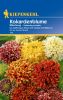 Gaillardia pulchella "Mischung" - Kokardenblume