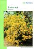 Alyssum saxatile compactum - Stauden-Steinkraut