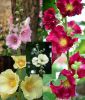 Alcea ficifolia 