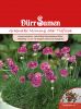 Armeria maritima 
