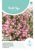 Gypsophila repens 
