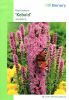 Liatris spicata "Kobold" - Prachtscharte