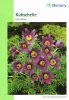 Anemone pulsatilla - Kuhschelle