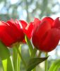 Einfachblhe, frhe Tulpe Christmas Carol