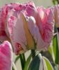Papagei-Tulpe Elsenburg