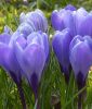 Groblumiger Krokus Crocus vernus "Grand Maitre"