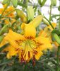 Lilium Tigrinum Hybride 