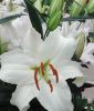 Lilium Orientalische Hybride "Siberia"