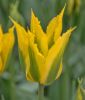 Tulipa viridiflora Green Mile