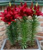Lilium "Happy Love" (Topf- und Beetlilie)
