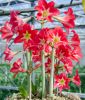 Hippeastrum - Amaryllis 