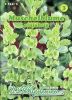 Moluccella laevis - Irlandglocke, Muschelblume