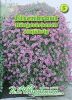 Verbena pendula - Hngeverbene, Eisenkraut