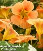 Tropaeolum majus "Alaska Salmon" - Kapuzinerkresse