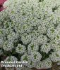 Lobularia maritima "Giga White" - Steinkraut