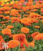 Calendula officinalis "Candyman Orange"