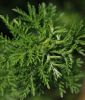 Chinesischer / Einjhriger Beifu - Artemisia annuua