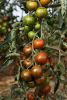 Cocktailtomate "Zebranelle (T54)" - Solanum lycopersicum (Bio-Samen)