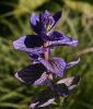 Salvia viridis 