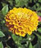 Zinnia elegans 