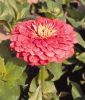 Zinnia elegans 