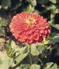Zinnia elegans 