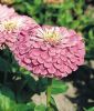 Zinnia elegans "Benarys Riesen Lila" - Dahlienbltige Zinnie