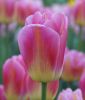 Triumph-Tulpe Tom Pouce