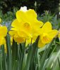 Narcissus jonquilla 