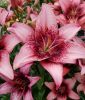 Lilium Asiatische Hybride "Purple Dream"