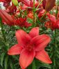 Lilium Asiatische Hybride "Red Highland"