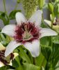 Lilium Asiatische Hybride "Tribal Kiss"