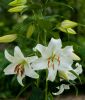 Lilium Orientalische Hybride 
