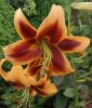 Lilium O.T Hybride "Red Morning"