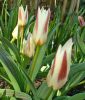 Tulipa kaufmanniana 