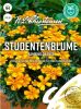 Tagetes patula "Bambio Orange" - Studentenblume