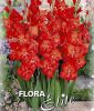 Zwerg-Gladiole 