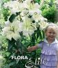 Lilium "Pretty Woman" - Baumlilie