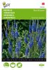 Veronica spicata "Blue Bouquet" - hriger Ehrenpreis