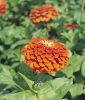 Zinnia elegans 