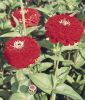 Zinnia elegans 
