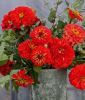 Zinnia elegans "Benarys Riesen Scharlach" - Dahlienbltige Zinnie