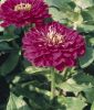 Zinnia elegans 