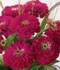 Zinnia elegans 