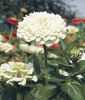 Zinnia elegans 