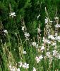 Gaura lindheimeri "The Bride" - Prachtkerze