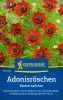 Adonis aestivalis - Adonisrschen, Blutstrpfchen